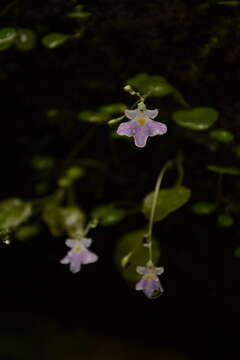 Image of Impatiens agumbeana V. Bhaskar & B. A. Razi