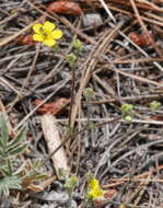 Image of woolly cinquefoil