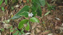 Image of Lasianthus attenuatus var. attenuatus