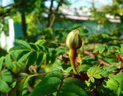 Rosa sericea Lindl. resmi