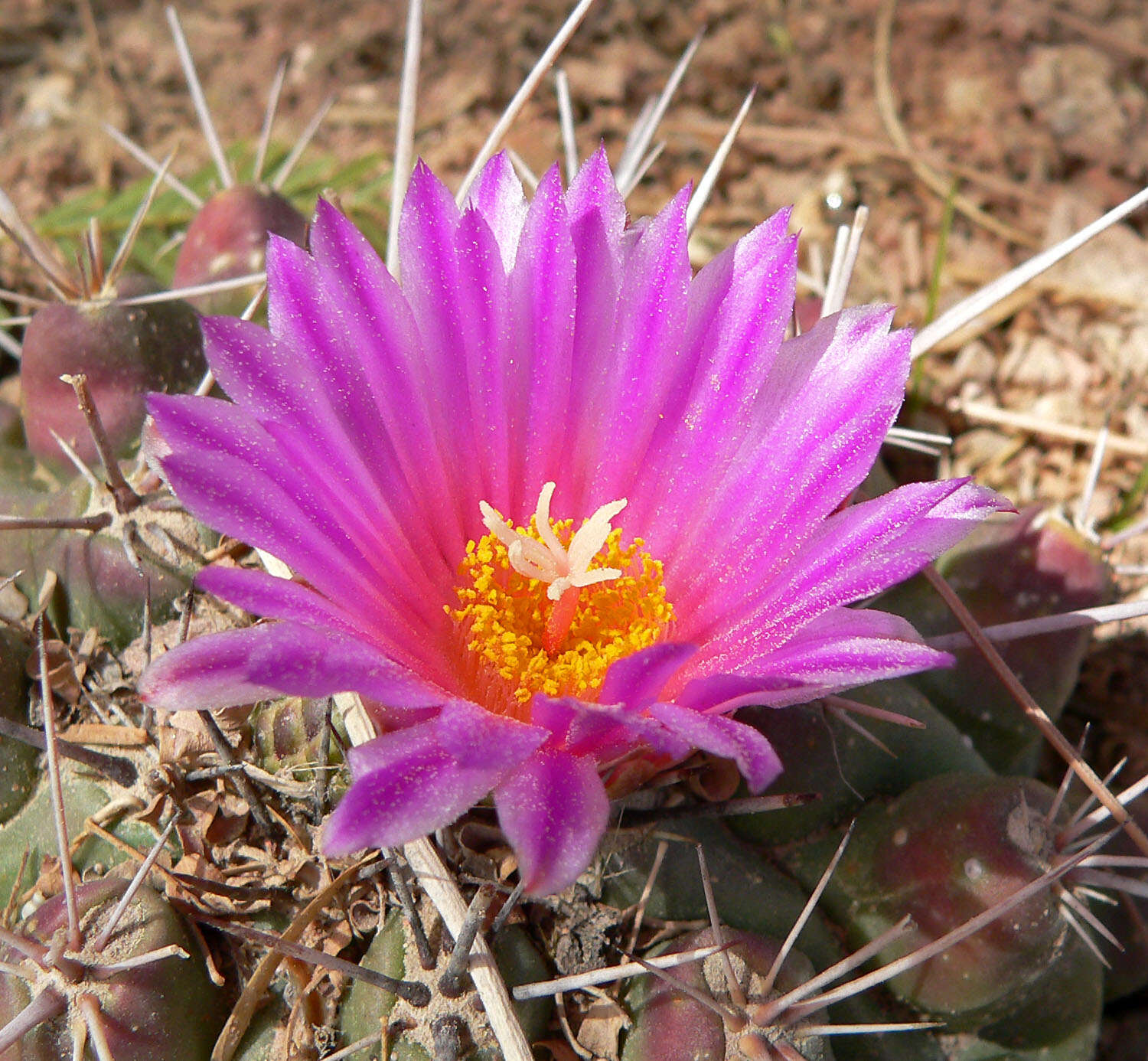 Image of Thelocactus rinconensis (Poselger) Britton & Rose