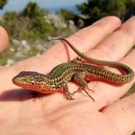 Image of Dalmatian Wall Lizard