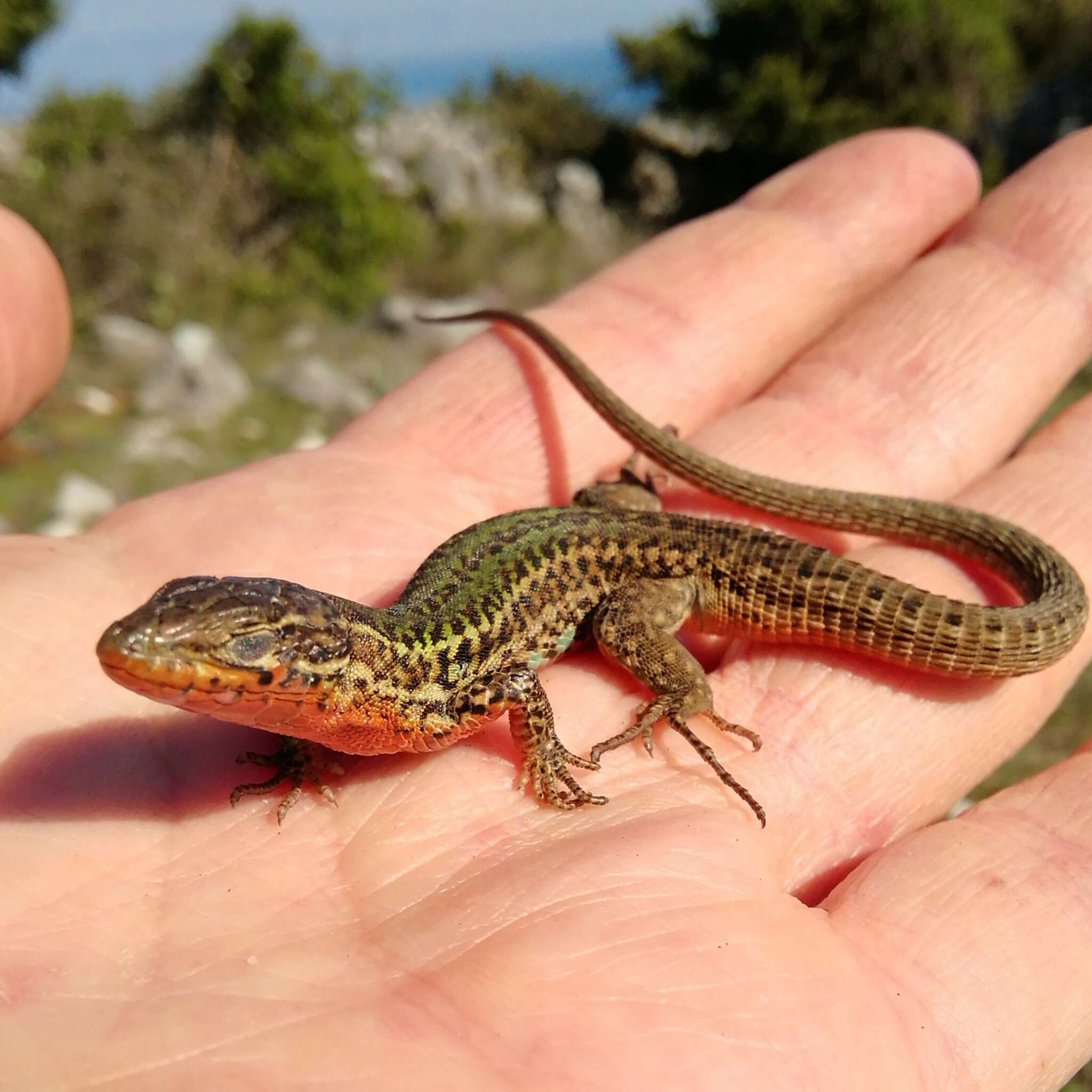 Image of Dalmatian Wall Lizard