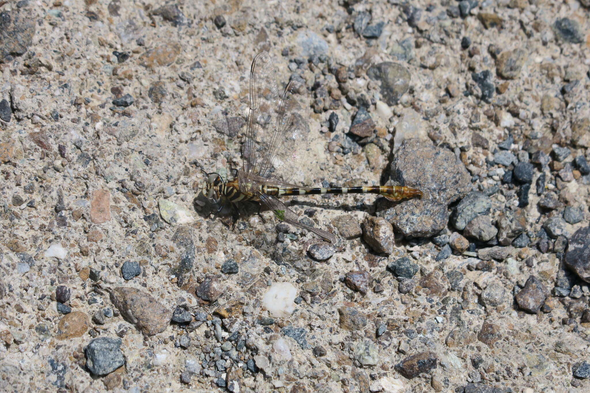 Image of Sinai Hooktail