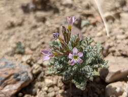 Image of salt gilia