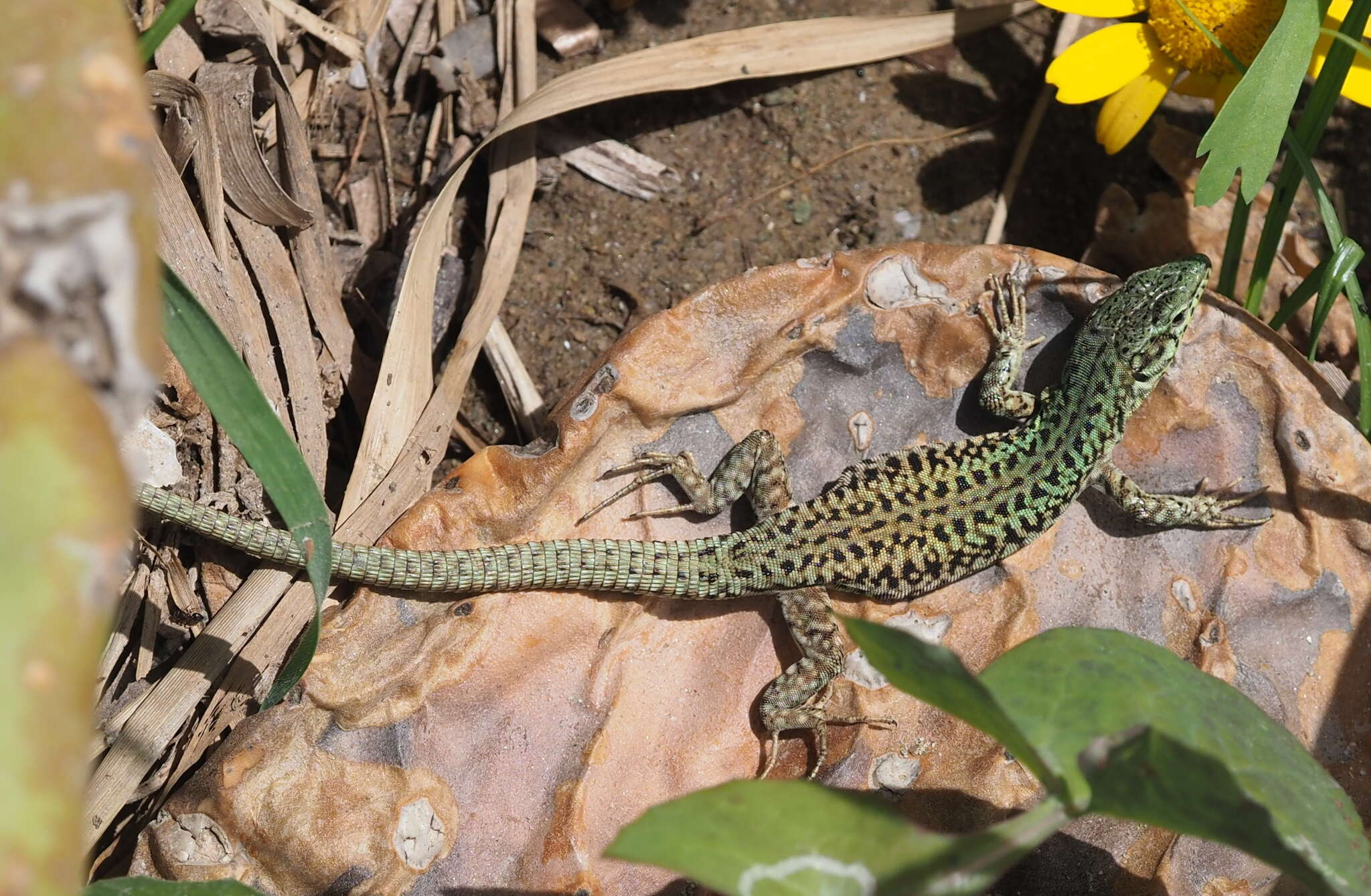 Image of Podarcis erhardii mykonensis (Werner 1933)