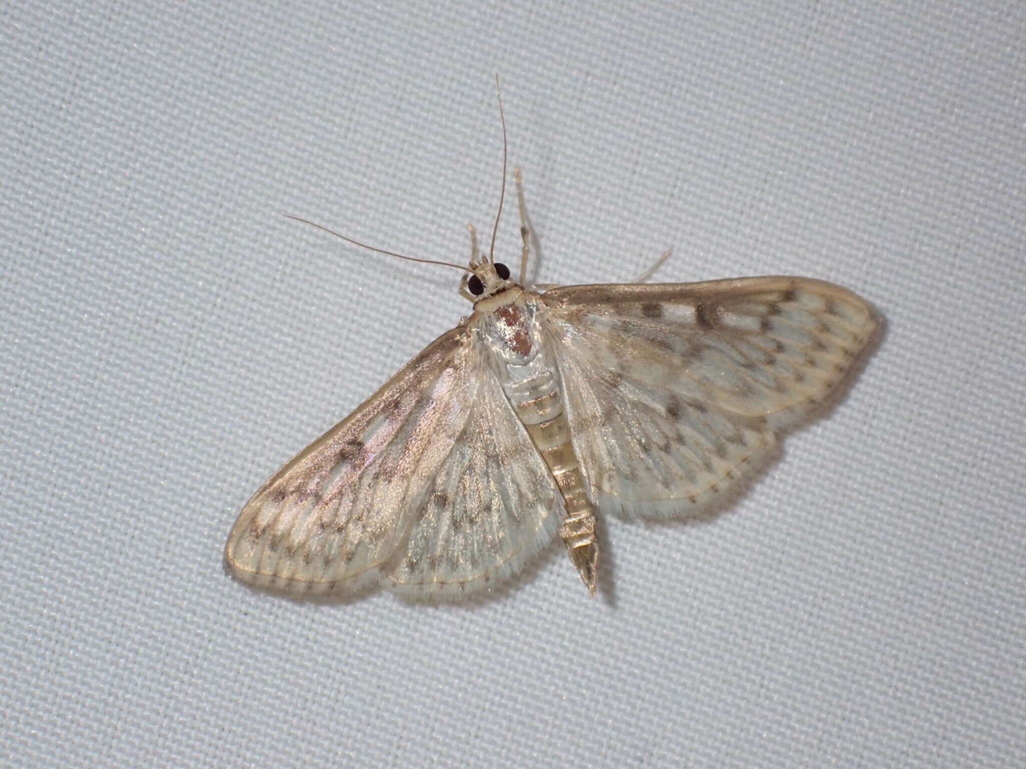 Image of Herpetogramma aquilonalis