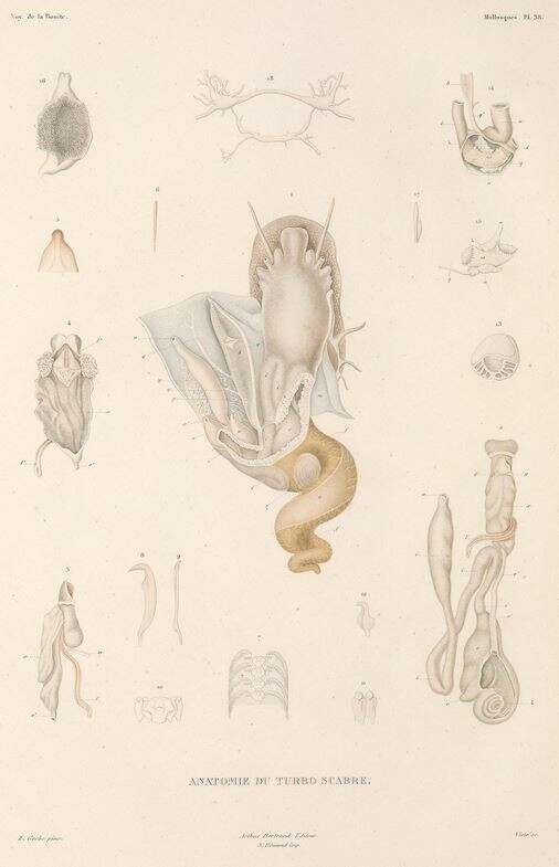Image de Bolma rugosa (Linnaeus 1767)