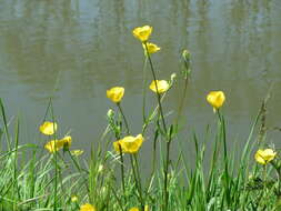 Image of common buttercup