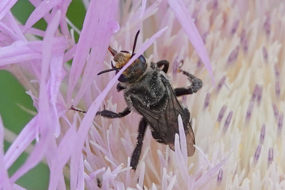 Image of Melitoma marginella (Cresson 1872)