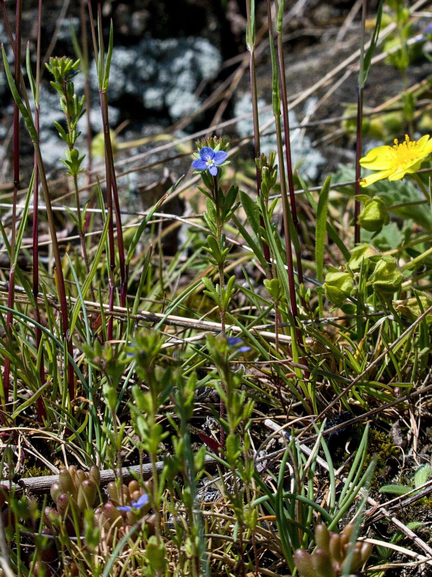 Image of Dillenius' speedwell