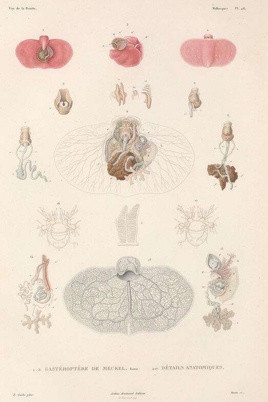 Pleurobranchaea meckeli (Blainville 1825) resmi