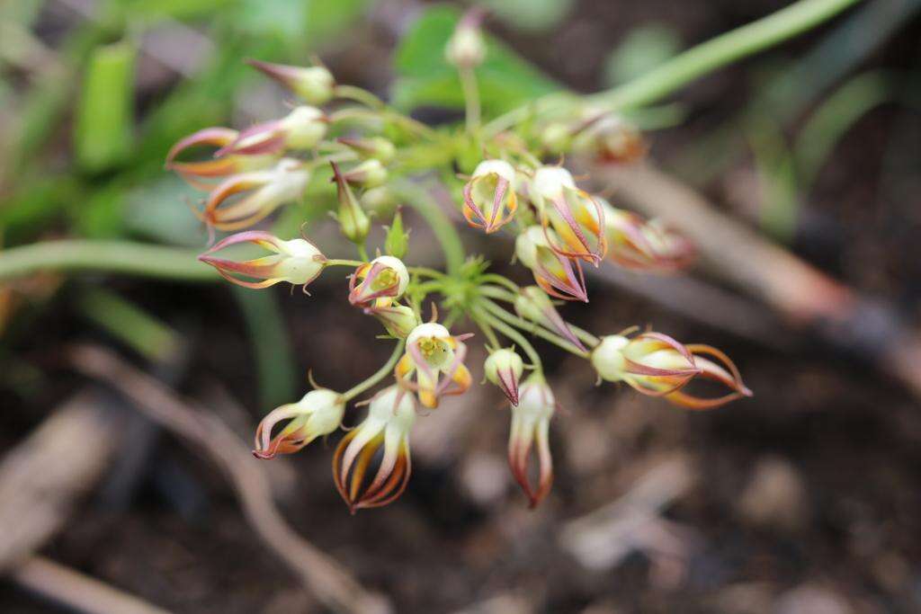 Image of Riocreuxia alexandrina (Huber) R. A. Dyer