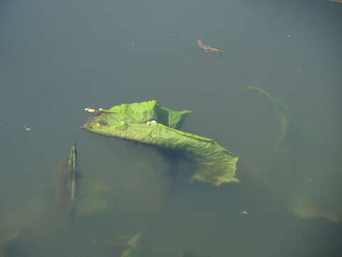 Image of European white waterlily