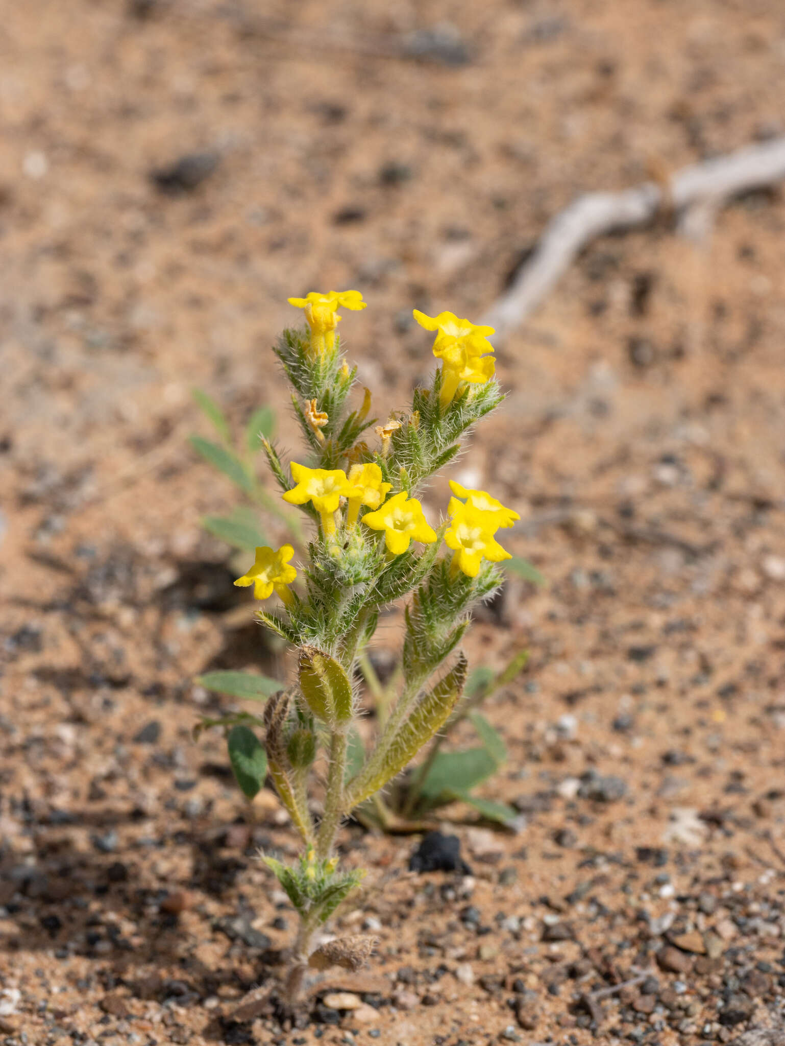 Arnebia hispidissima (Lehm.) DC.的圖片