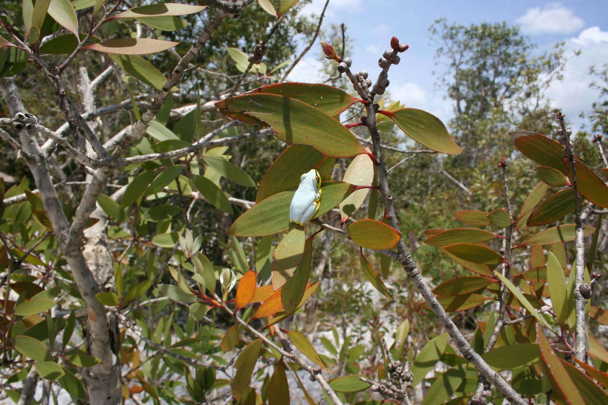 Image of Madagascar Reed Frog