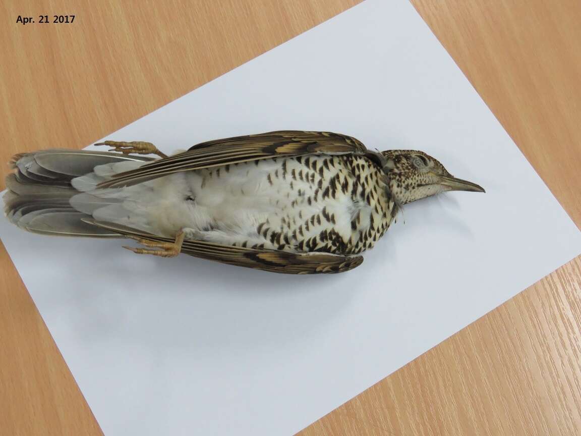 Image of White's Thrush