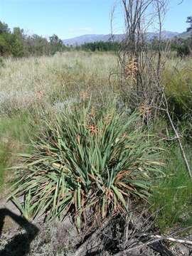 Plancia ëd Watsonia meriana var. meriana