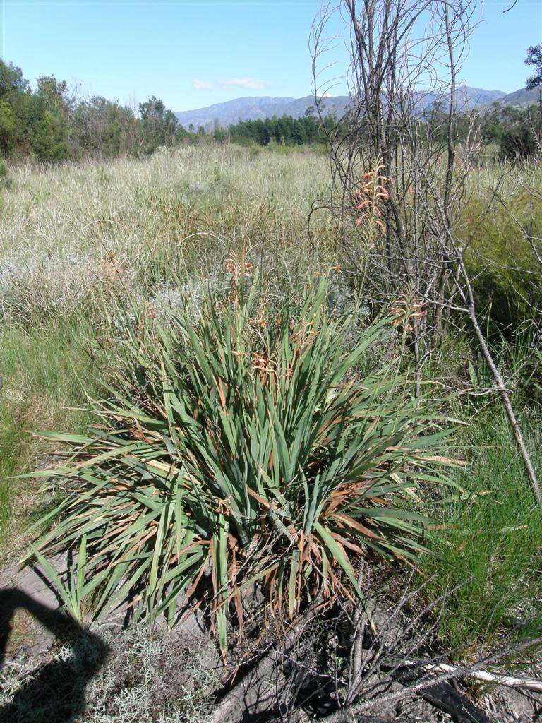 Imagem de Watsonia meriana var. meriana