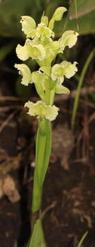 Image of Pterygodium hastatum Bolus