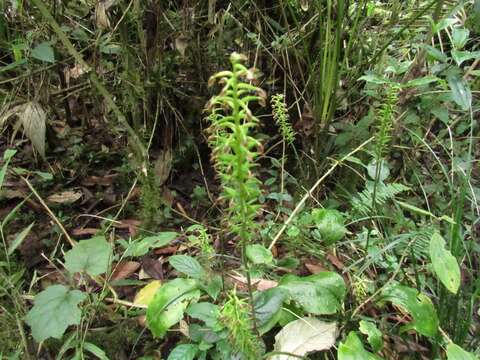 Image of Cranichis ciliata Kunth