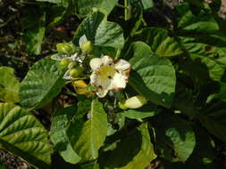 Image of Ipomoea albivenia (Lindl.) Sweet