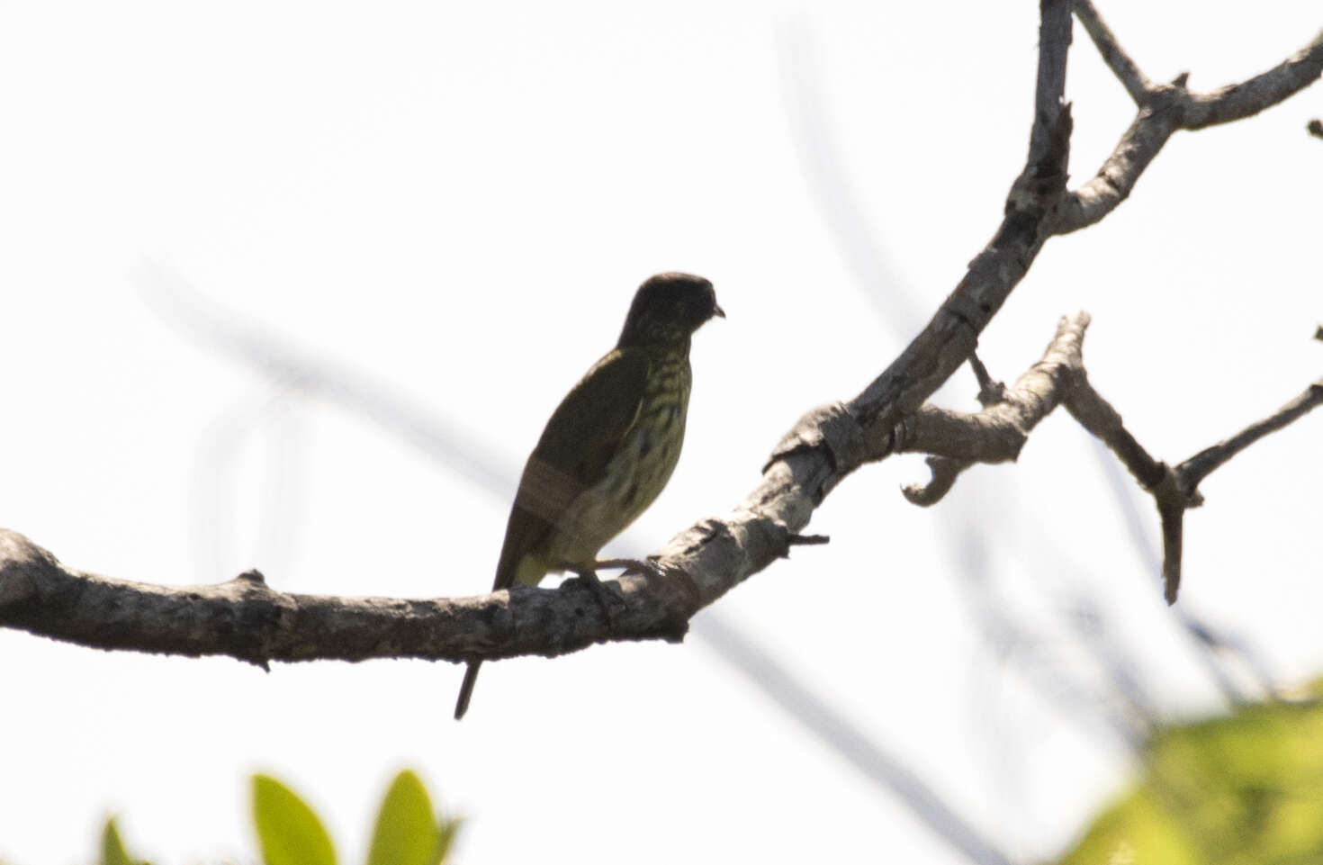 Image de Araponga barbu