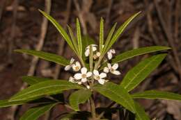 Image of Zieria arborescens Sims