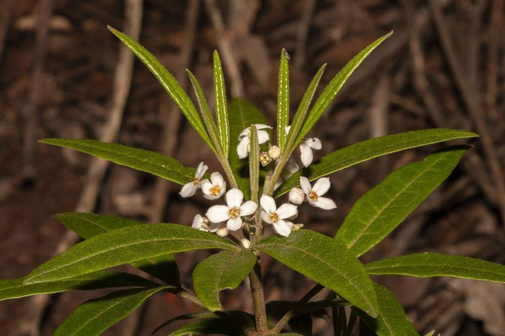 Image of Zieria arborescens Sims