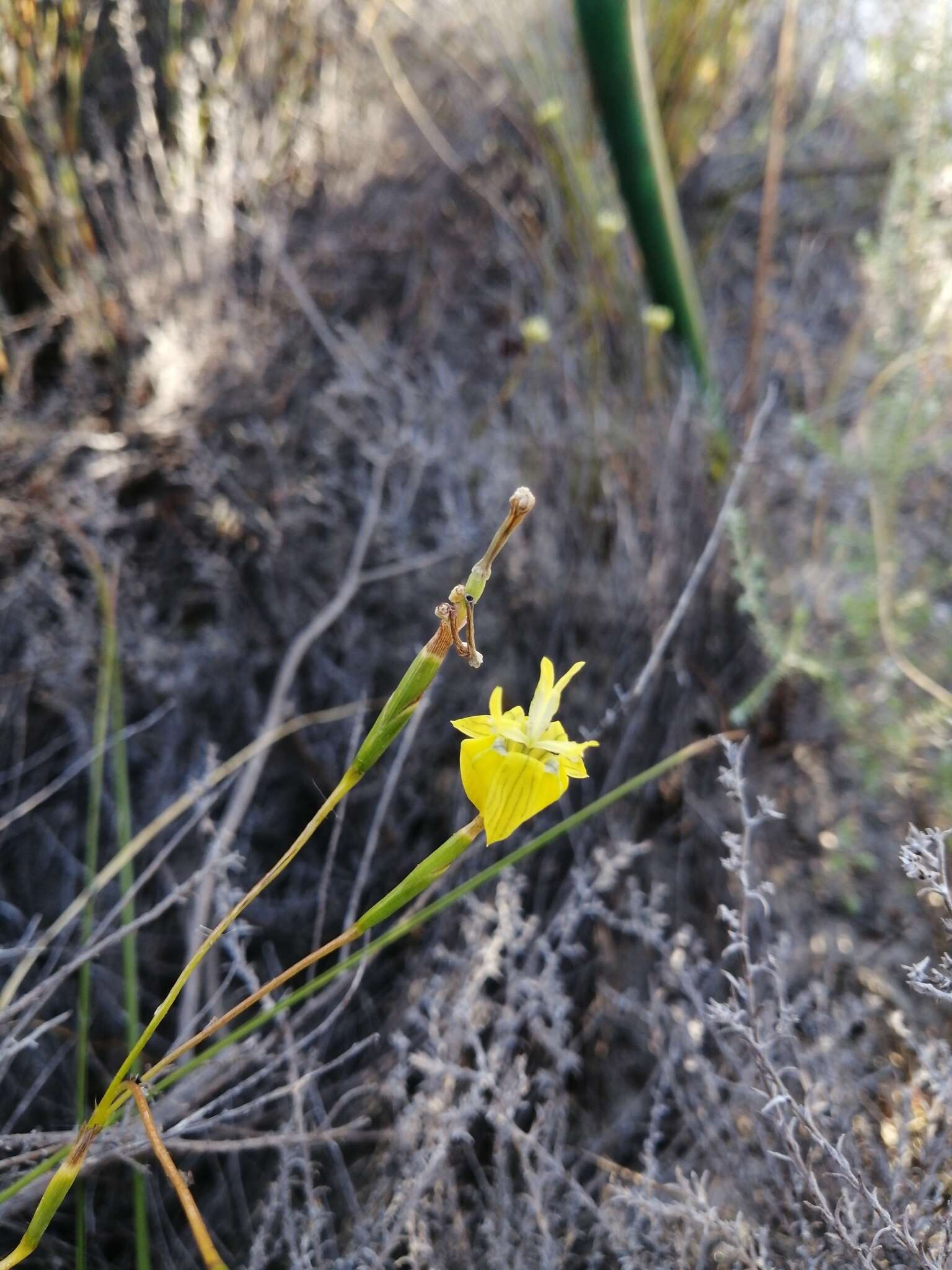 Image of Moraea inconspicua subsp. inconspicua