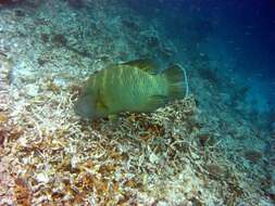 Image of Giant Wrasse