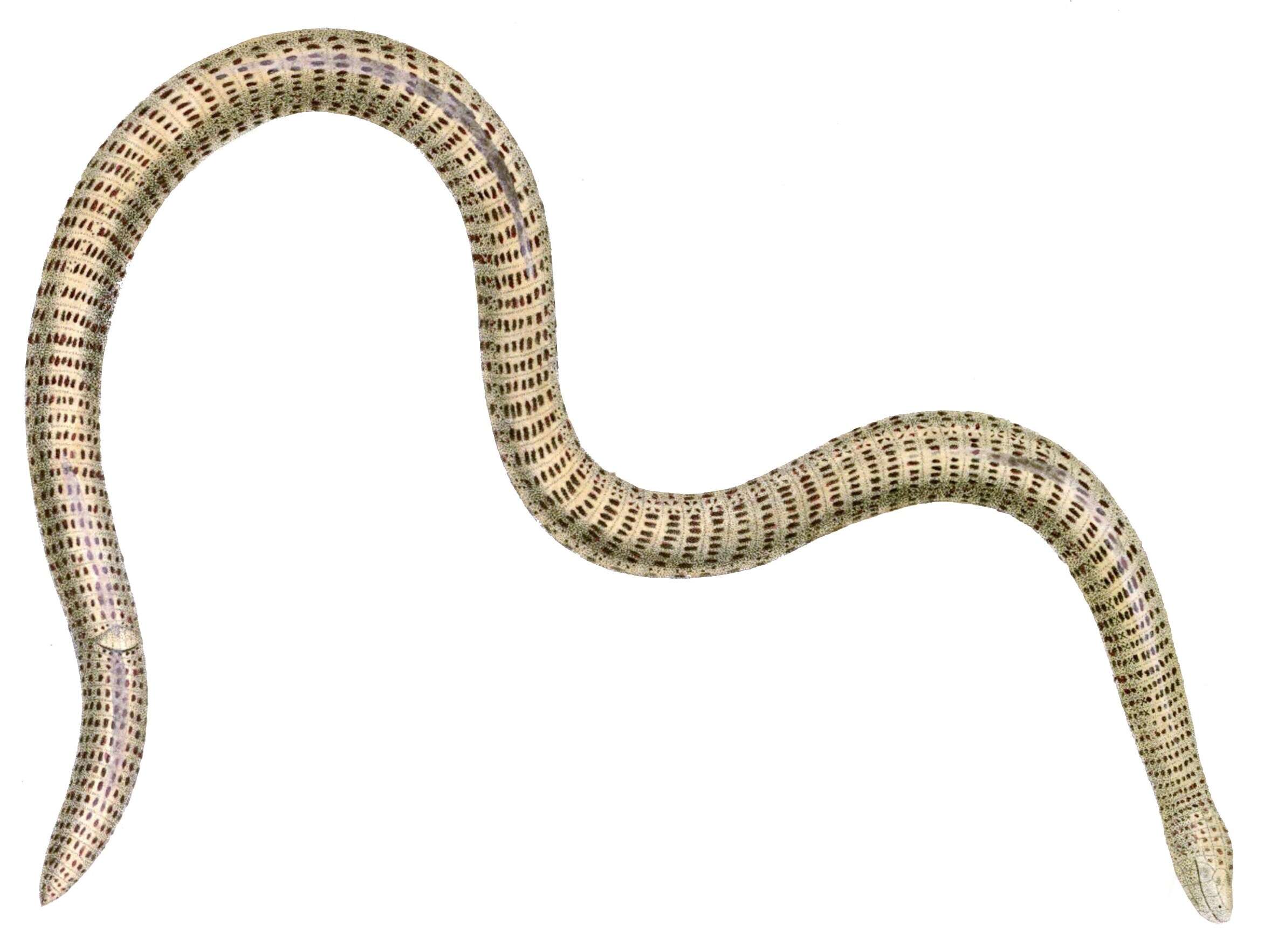 Image of Iberian Worm Lizard