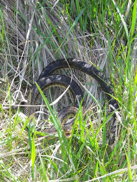 Image of East-Four-lined Ratsnake