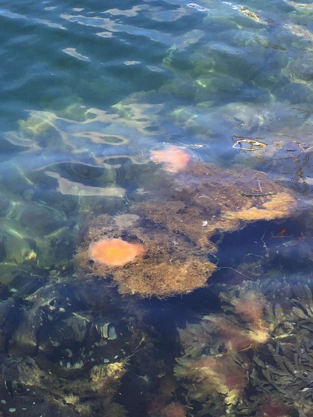 Image of Lion's Mane Jellyfish