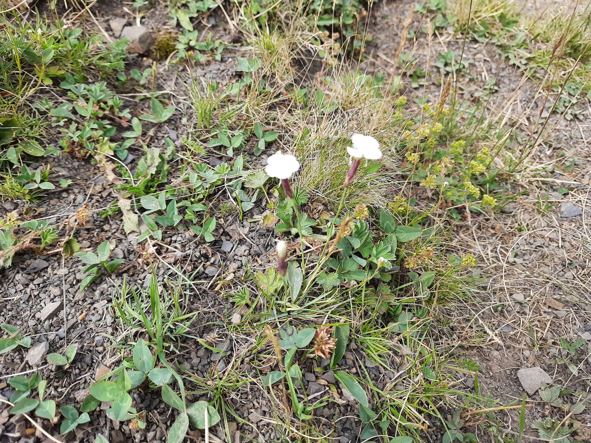 Слика од Dianthus cretaceus Adams