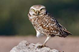 Image of Burrowing Owl