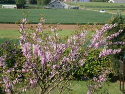 Image of Judas-tree