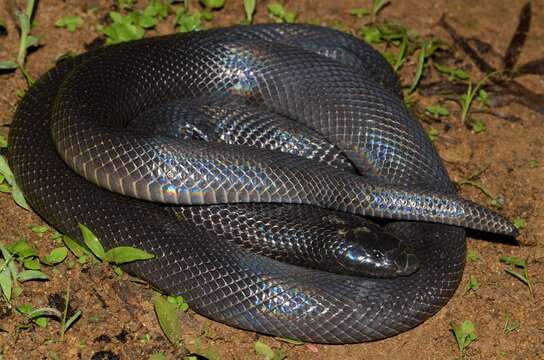 Image of Atractaspis corpulenta (Hallowell 1854)