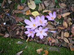 Crocus nudiflorus Sm. resmi