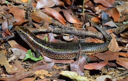 Image of Madagascar Girdled Lizard