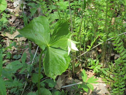 Image of White trillium