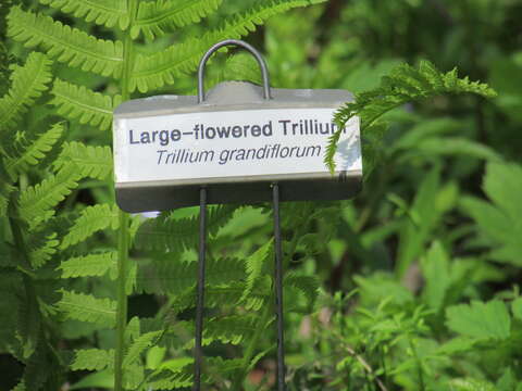 Image of White trillium