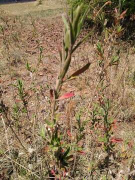 Oenothera affinis Camb. resmi