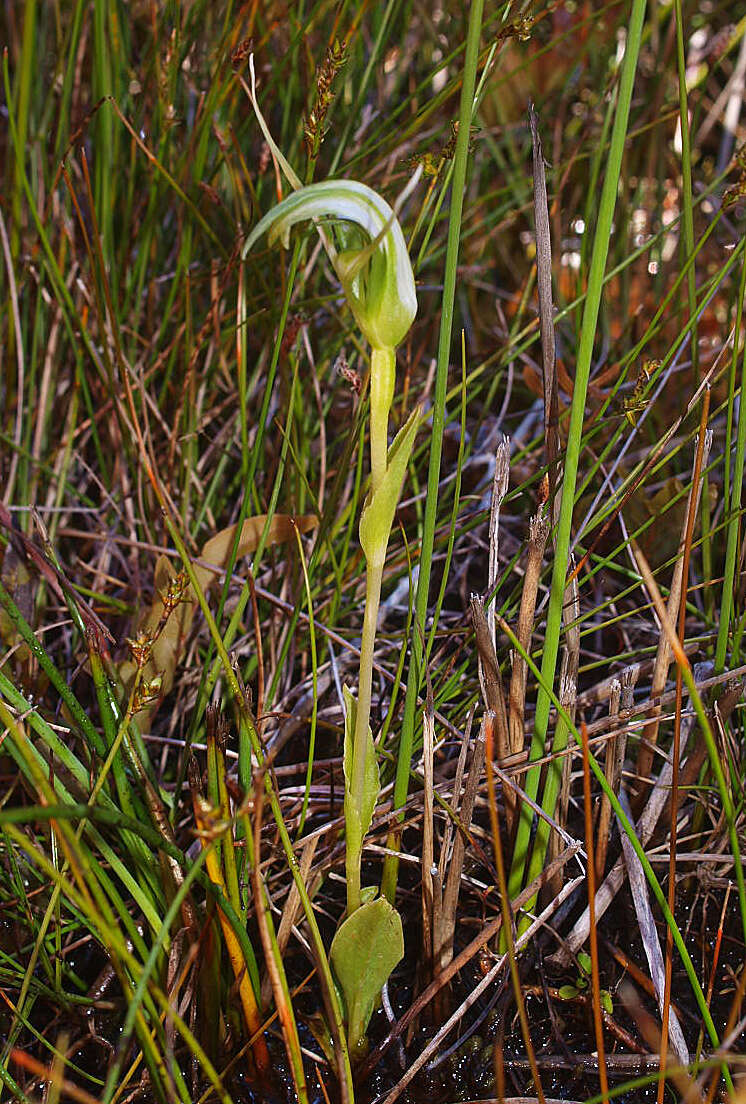 Image of Pterostylis micromega Hook. fil.