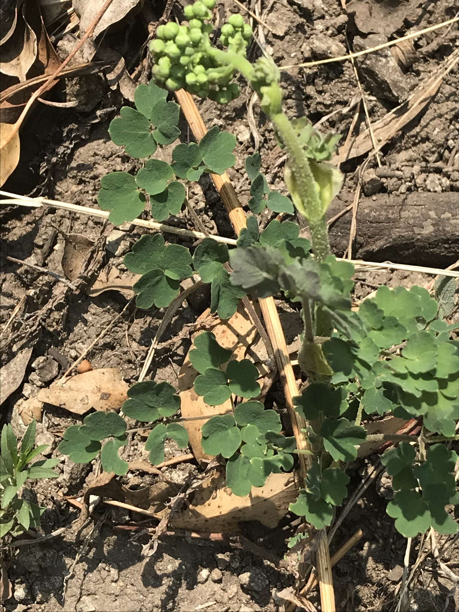 Sivun Thalictrum hernandezii Tausch kuva