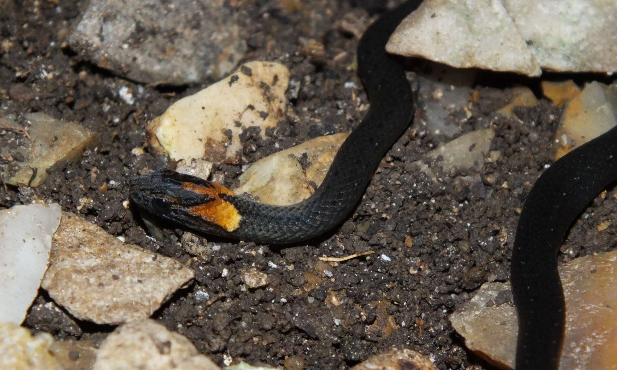 Image of Rustyhead Snake