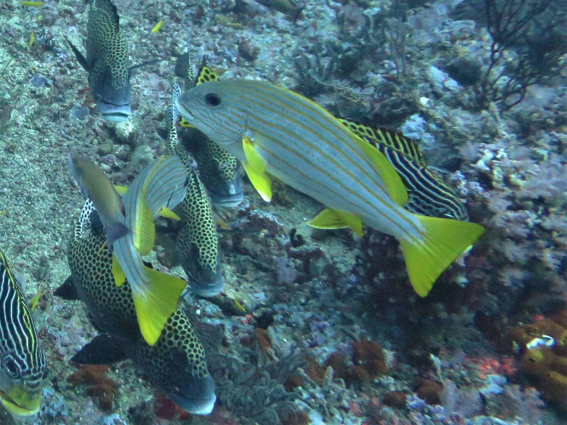 Sivun Plectorhinchus chrysotaenia (Bleeker 1855) kuva