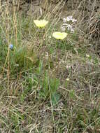 Image of Papaver pulvinatum A. Tolmatch.