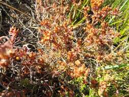 Image of Erica filiformis var. longibracteata H. Bol.