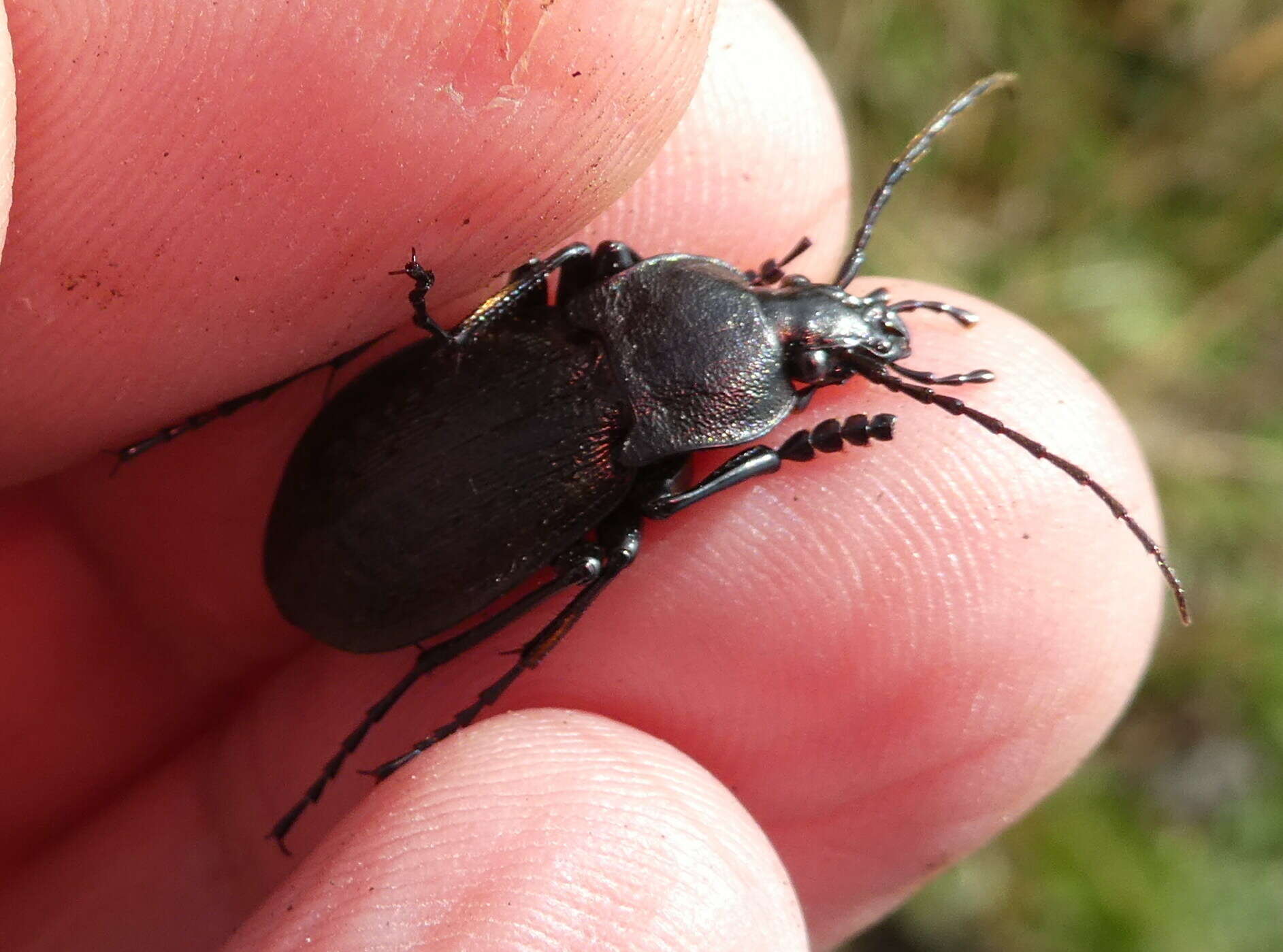 Image of Carabus (Megodontus) caelatus Fabricius 1801